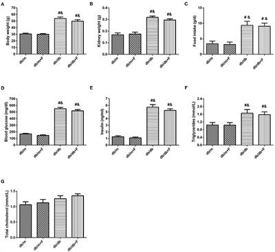 PPAR-α Agonist Fenofibrate Prevented Diabetic Nephropathy by Inhibiting M1 Macrophages via Improving Endothelial Cell Function in db/db Mice